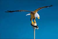 Natural Aluminum Flying Eagle Flagpole Ornament